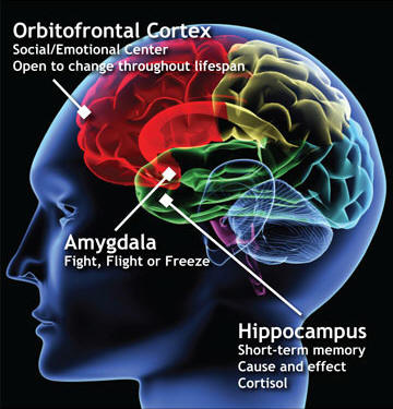 cfL-brain-diagram-cropped 1